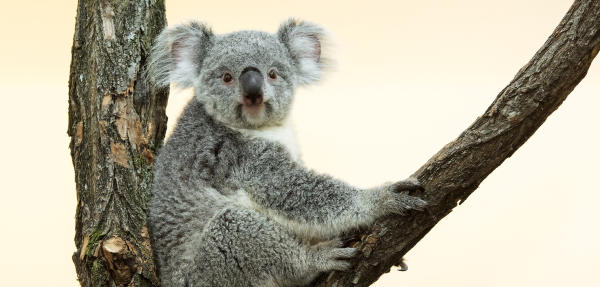 Koala Weibchen Bunji Im Tiergarten Sch Nbrunn Heute At