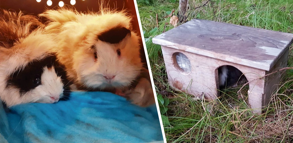 Diese beiden Nager wurden in ihrem Häuschen im Wald entdeckt.