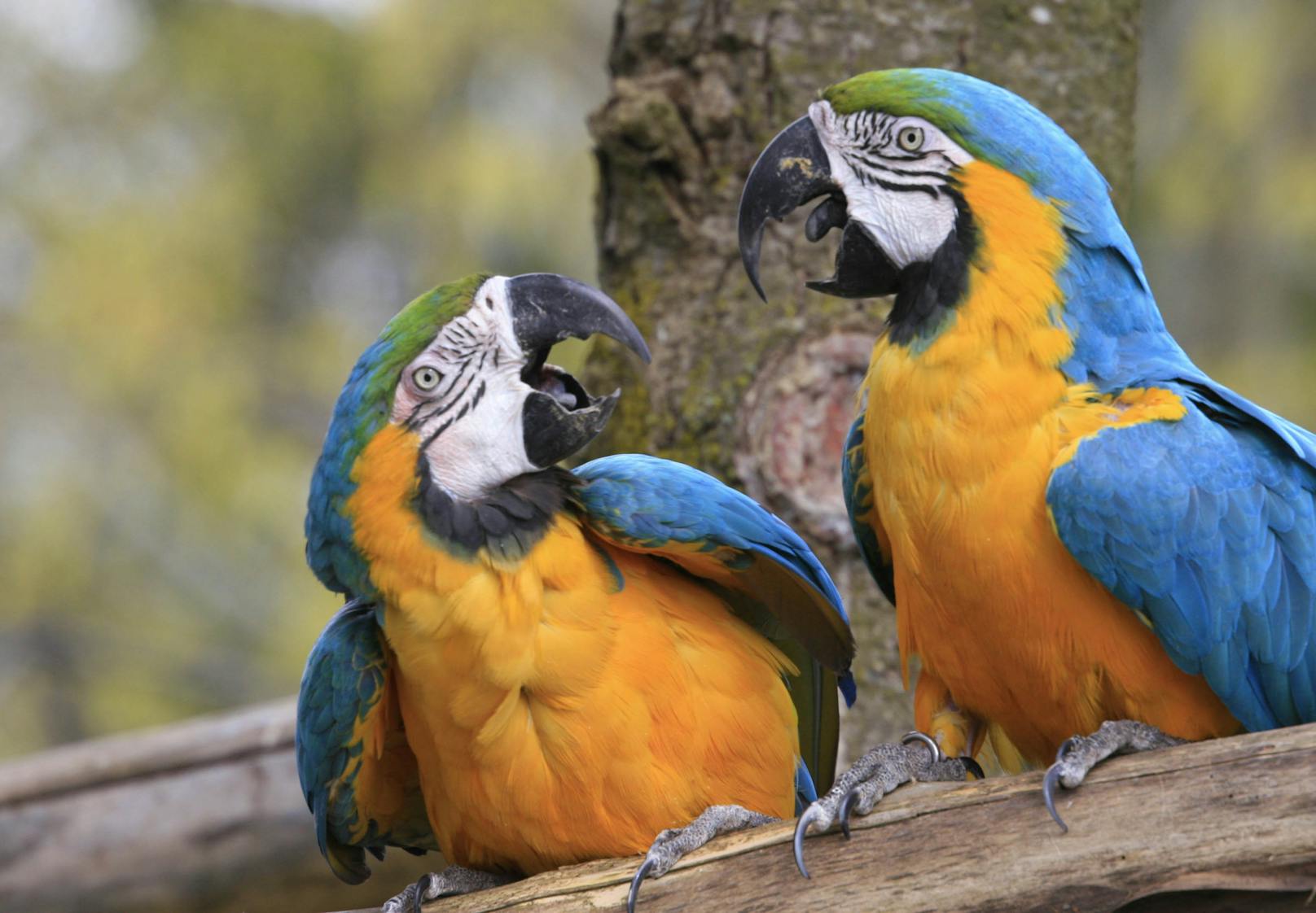 Papageien sind gesprächige Tiere, die sprachliche Ausdrücke wie ein Schwamm aufsaugen können.