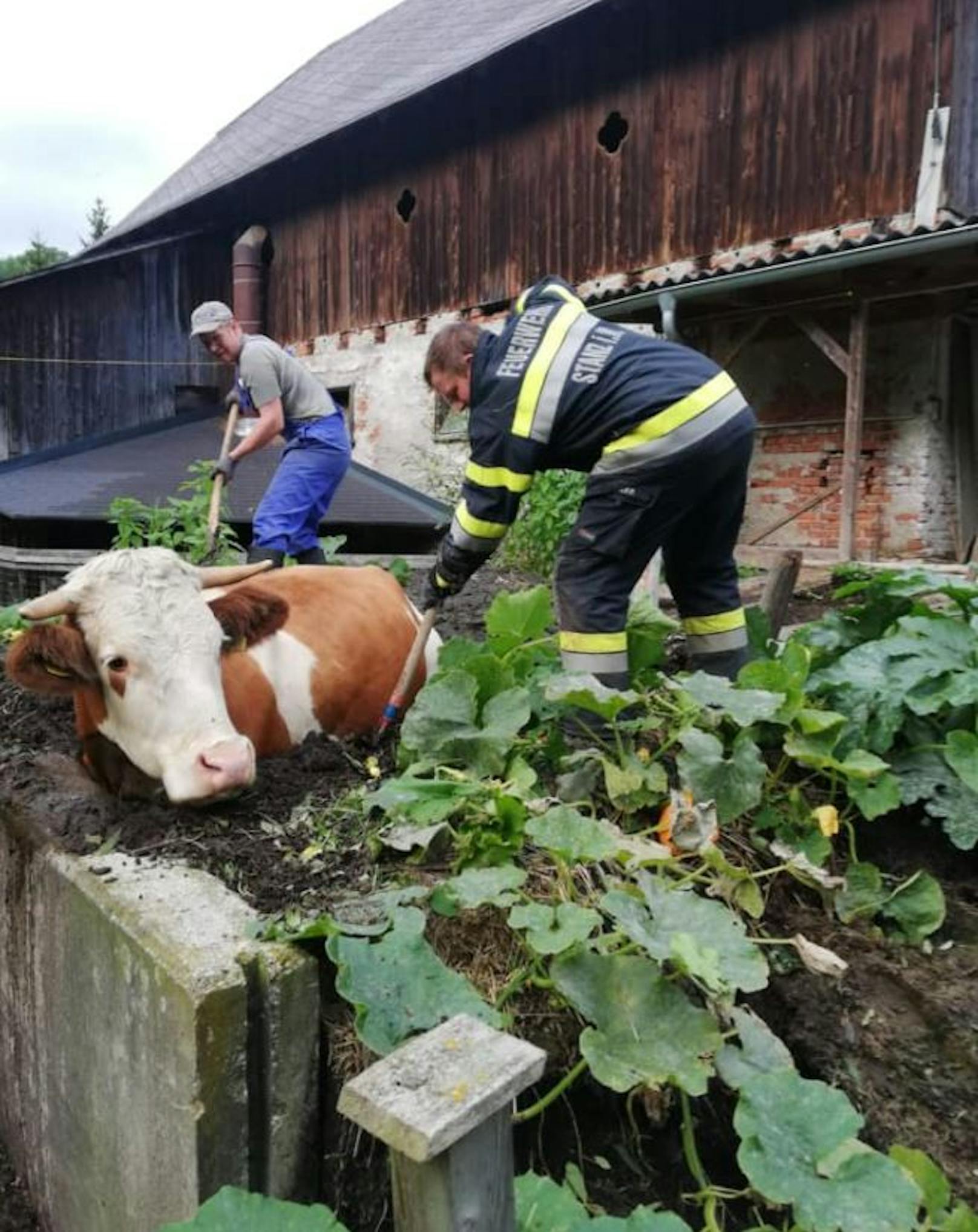 In Fochnitz (Bezirk Bruck-Mürzzuschlag) steckte eine Kuh im Misthaufen fest