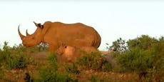 Löwin attackiert Nashornjunges - und hat das Nachsehen