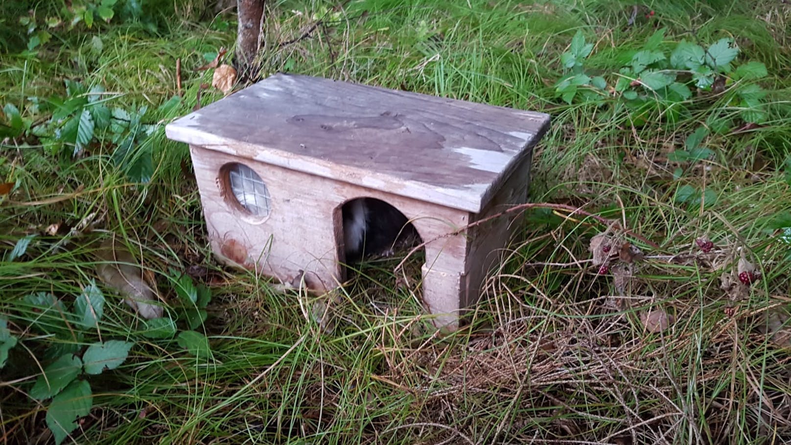 Spaziergeher fanden dieses Häuschen im Wald.