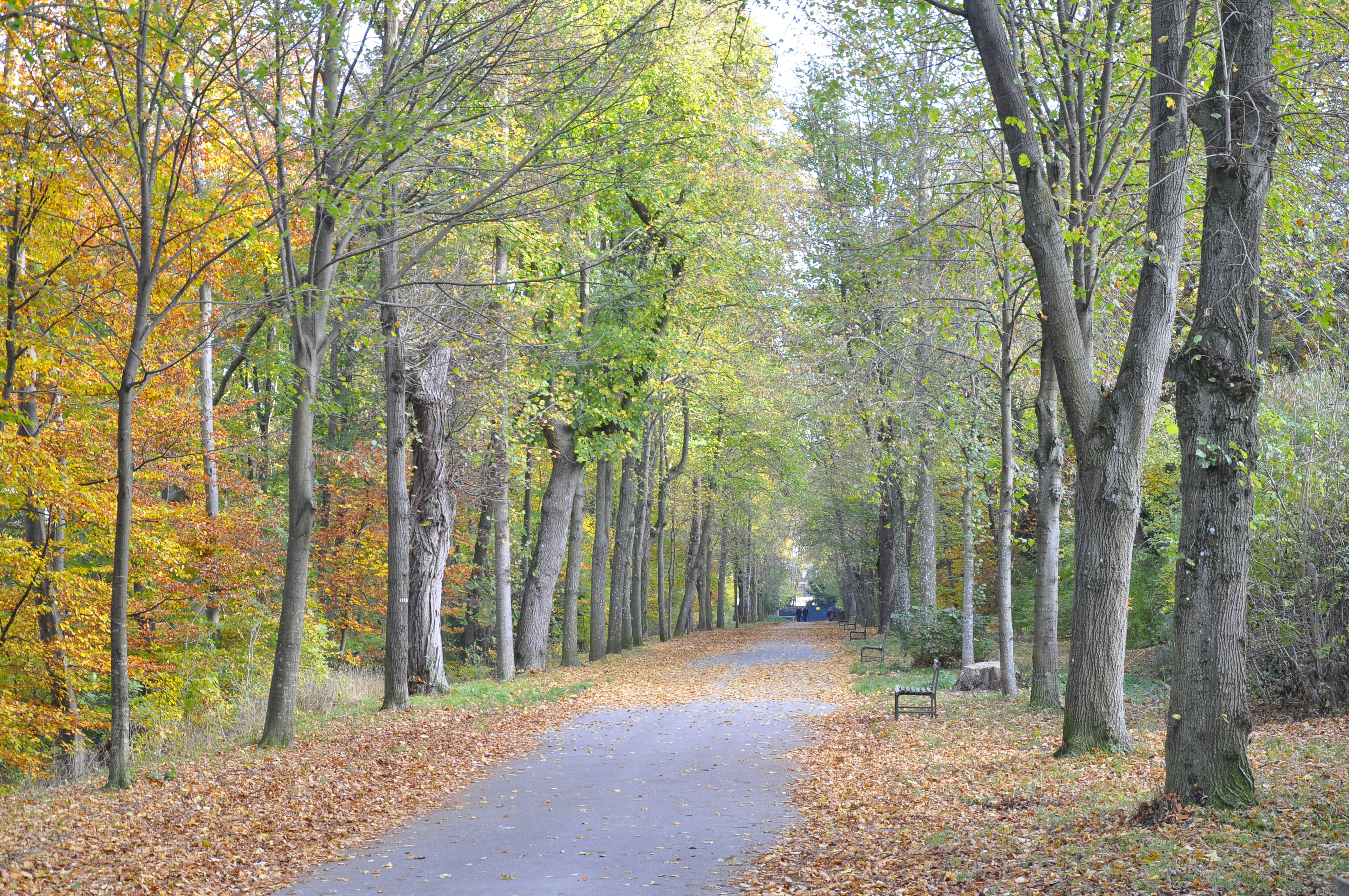 Die Schwarzenbergallee im Erholungsgebiet Schwarzenbergpark