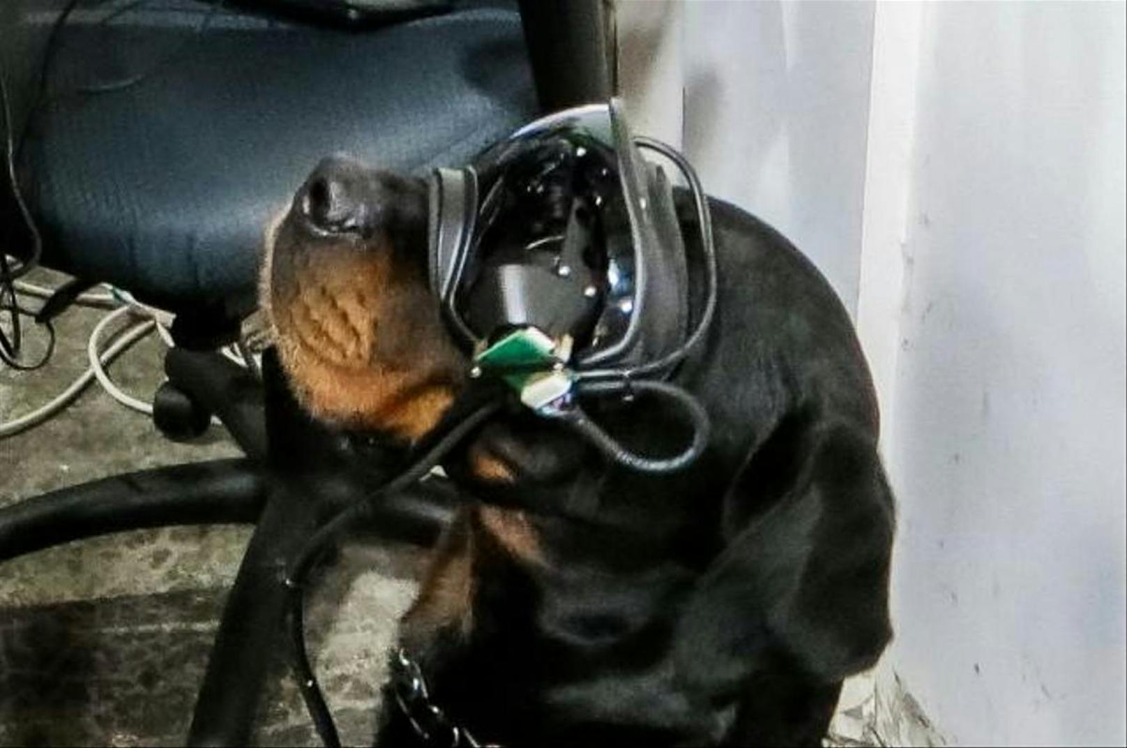 Der Tester-Hund heißt Mater und gehört dem Gründer der Firma Command Sight, welche die Brillen entwickelt hat.
