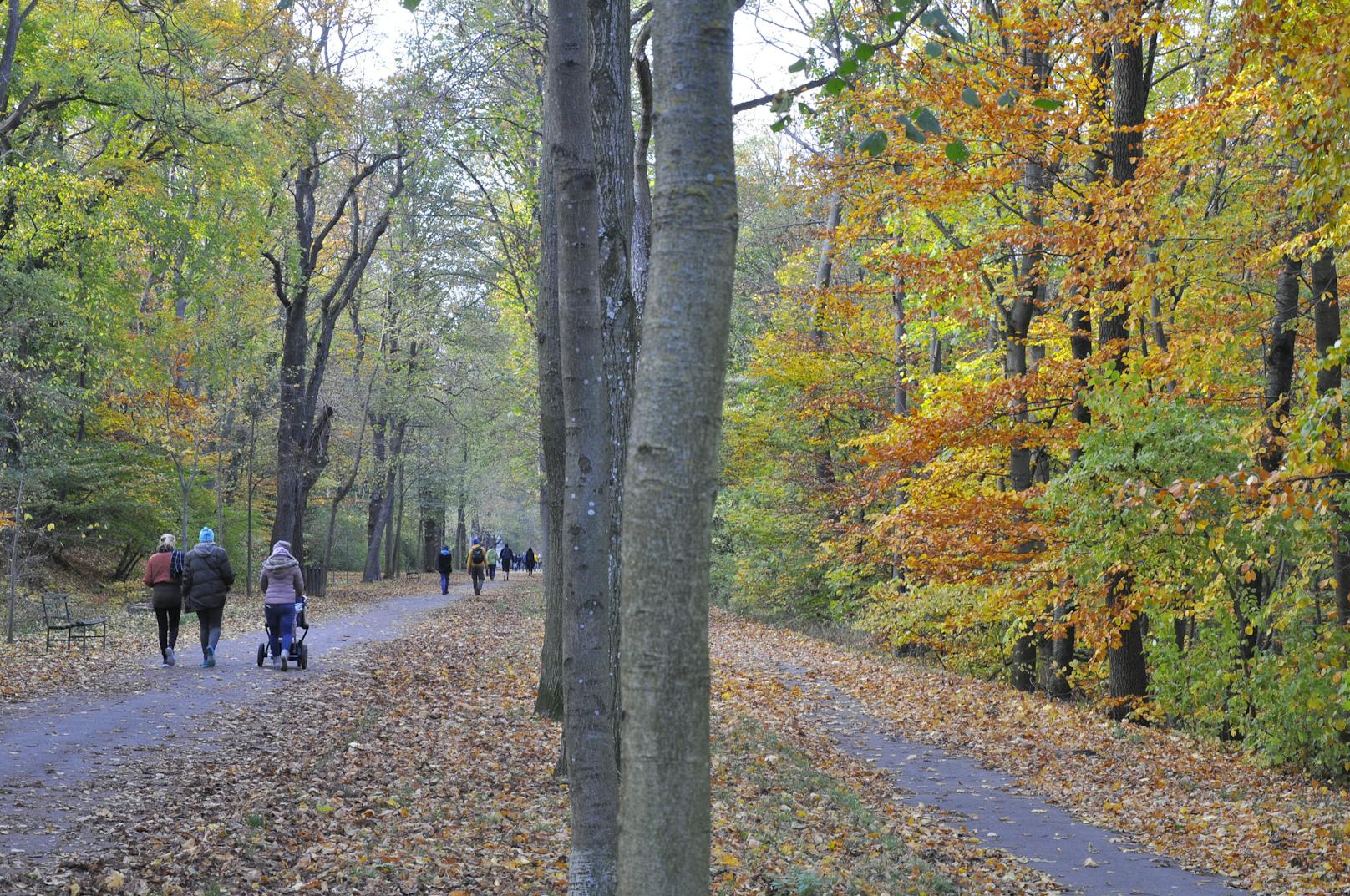 Die Schwarzenbergallee im Erholungsgebiet Schwarzenbergpark in Wien-Hernals.