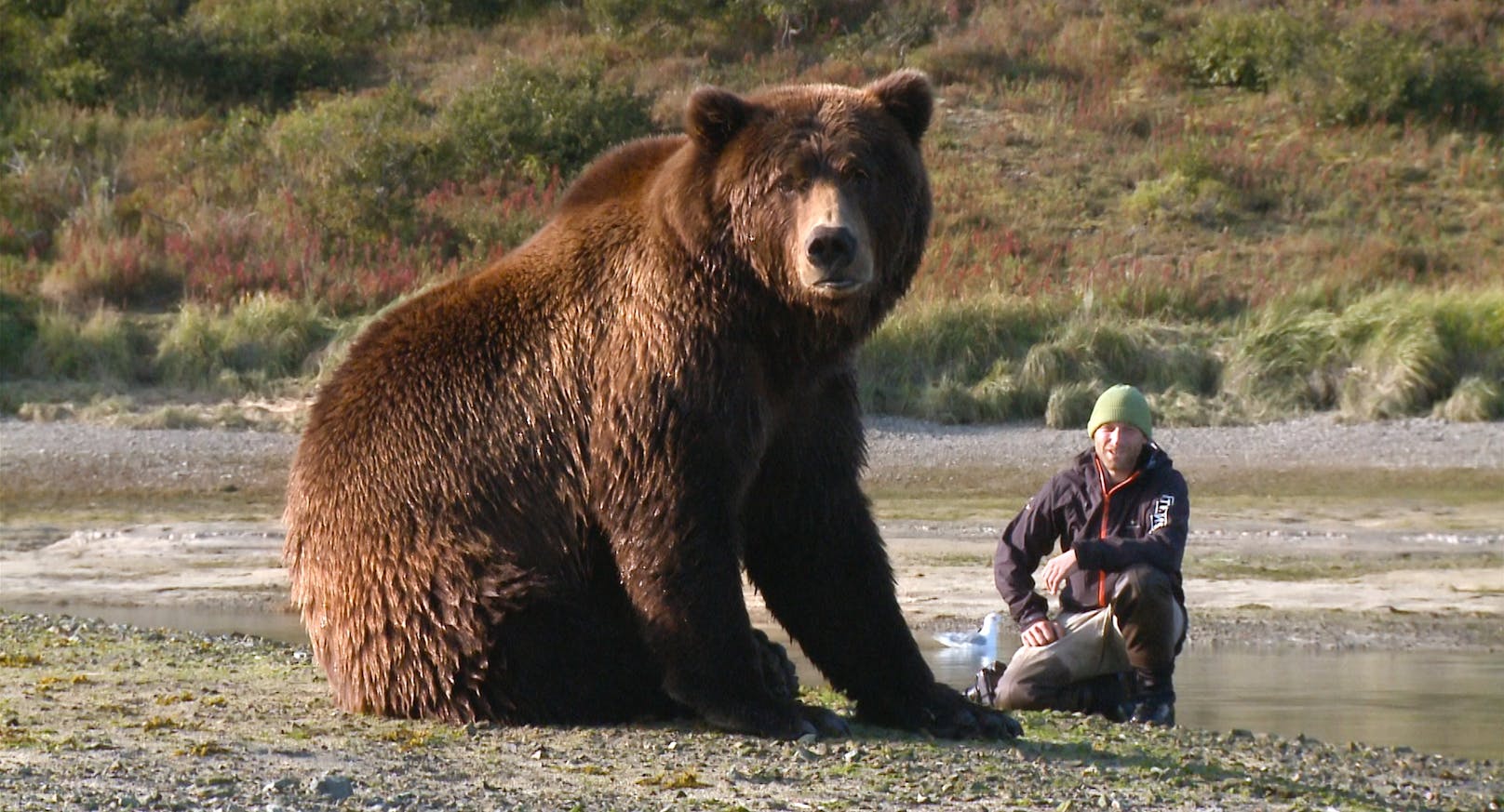 <strong>Roman Droux</strong> begibt sich in "Der Bär in mir" in das Reich der Grizzly-Bären.