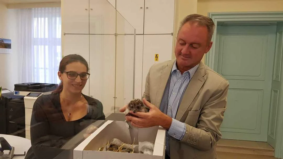 Bürgermeister mit gerettetem Igel