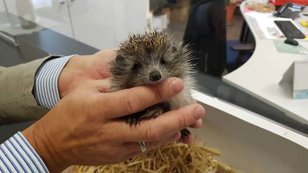 Der gerettete Igel