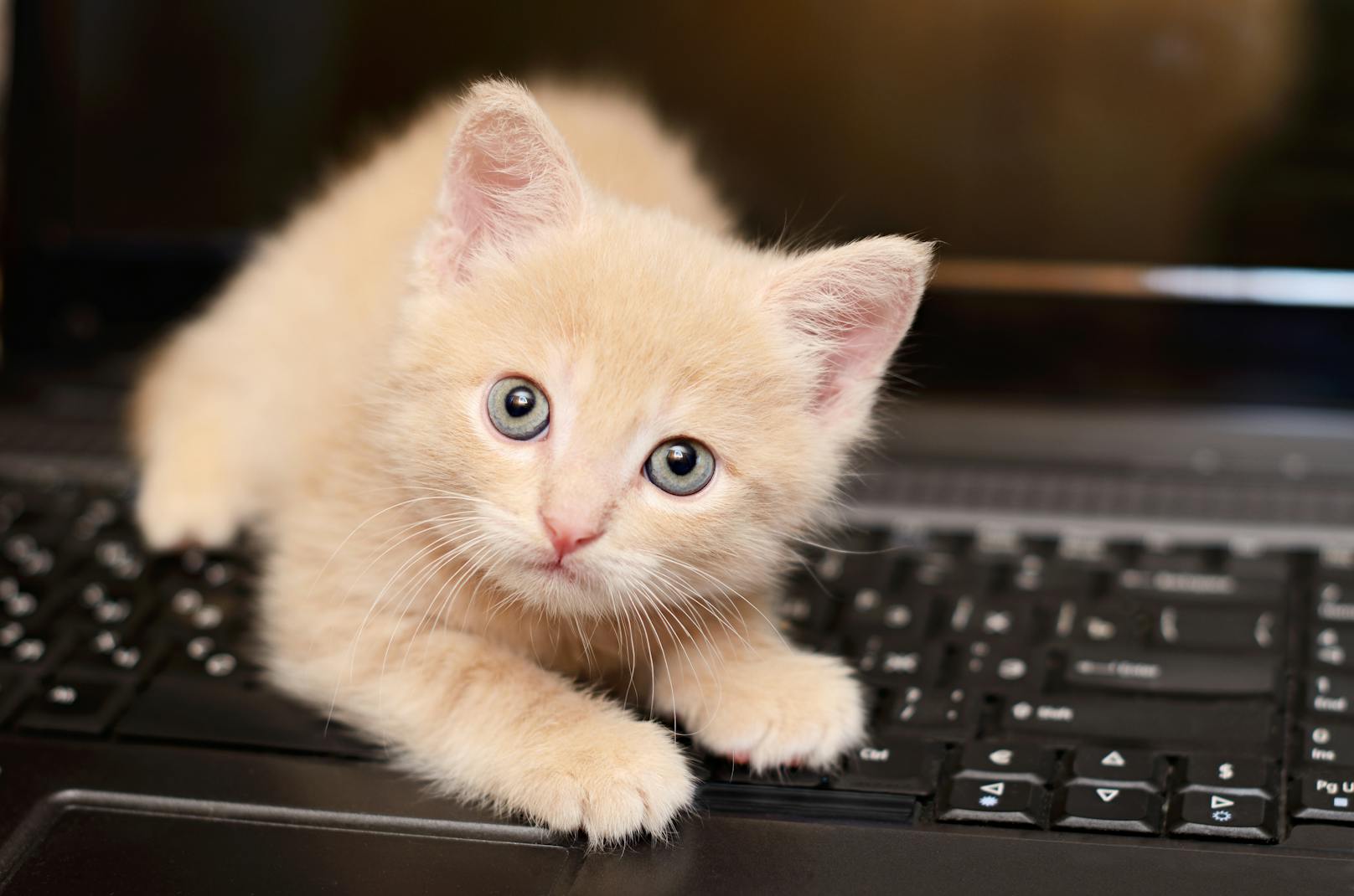 Katze Tastatur