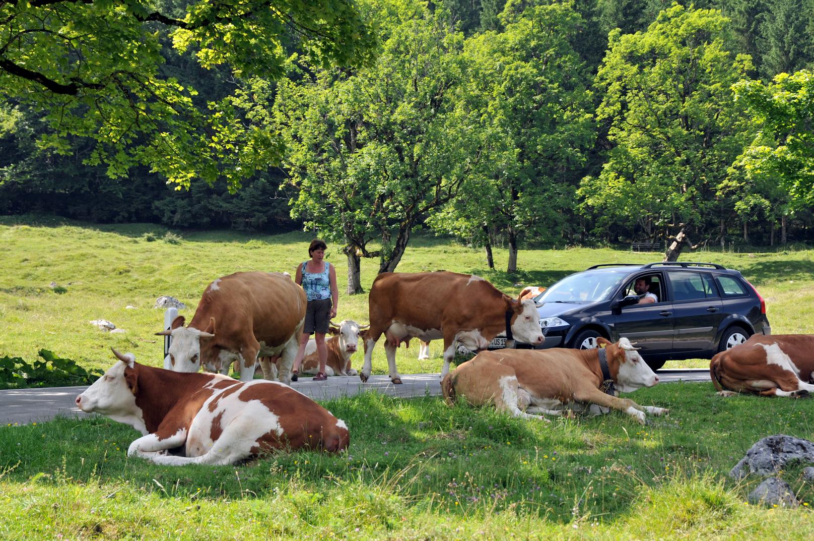 Lkw erfasst Rinderherde – 3 Tiere tot