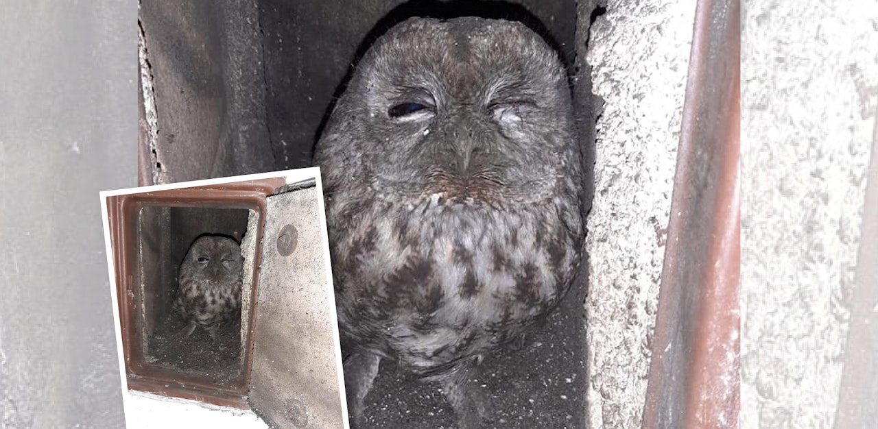 Heute.at - Kauz Santa musste aus Kamin befreit werden