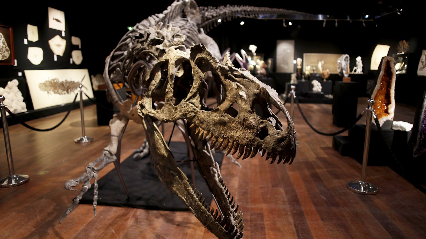 150 Millionen Jahre alt, 10 Meter lang, fast 4 Meter hoch - und über 3 Millionen Euro teuer