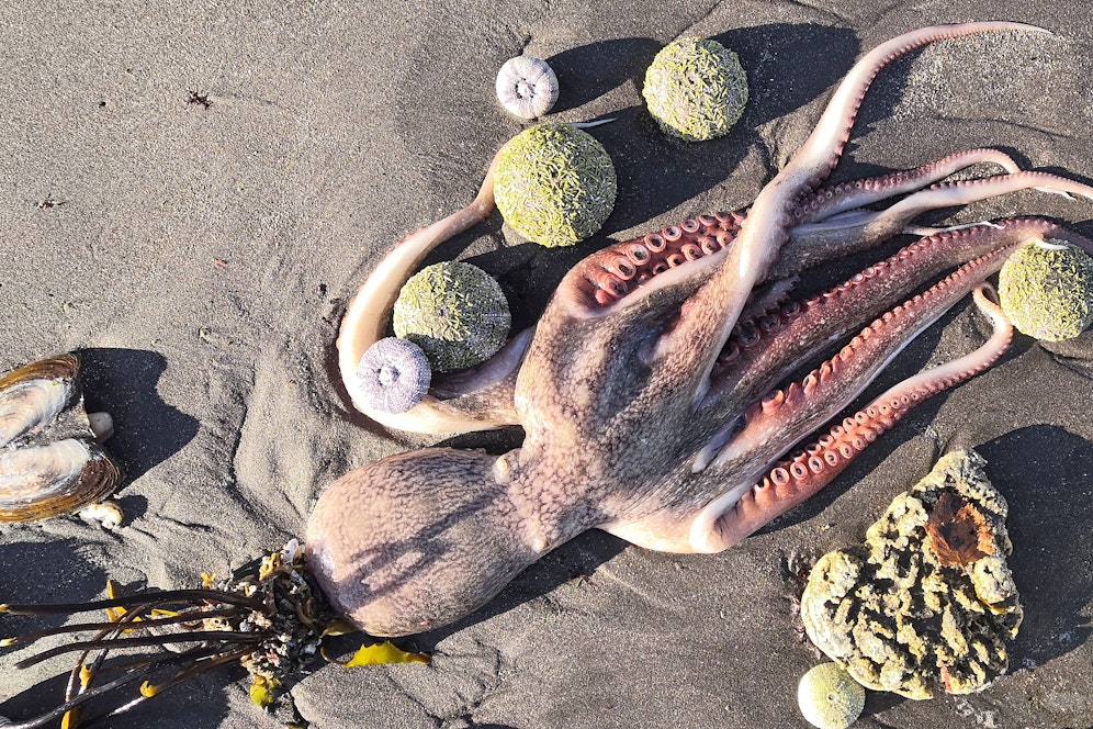 Vor der russischen Halbinsel Kamtschatka starb eine grosse Anzahl Meerestiere. Ein russischer Forscher macht eine Mikro-Alge dafür verantwortlich.