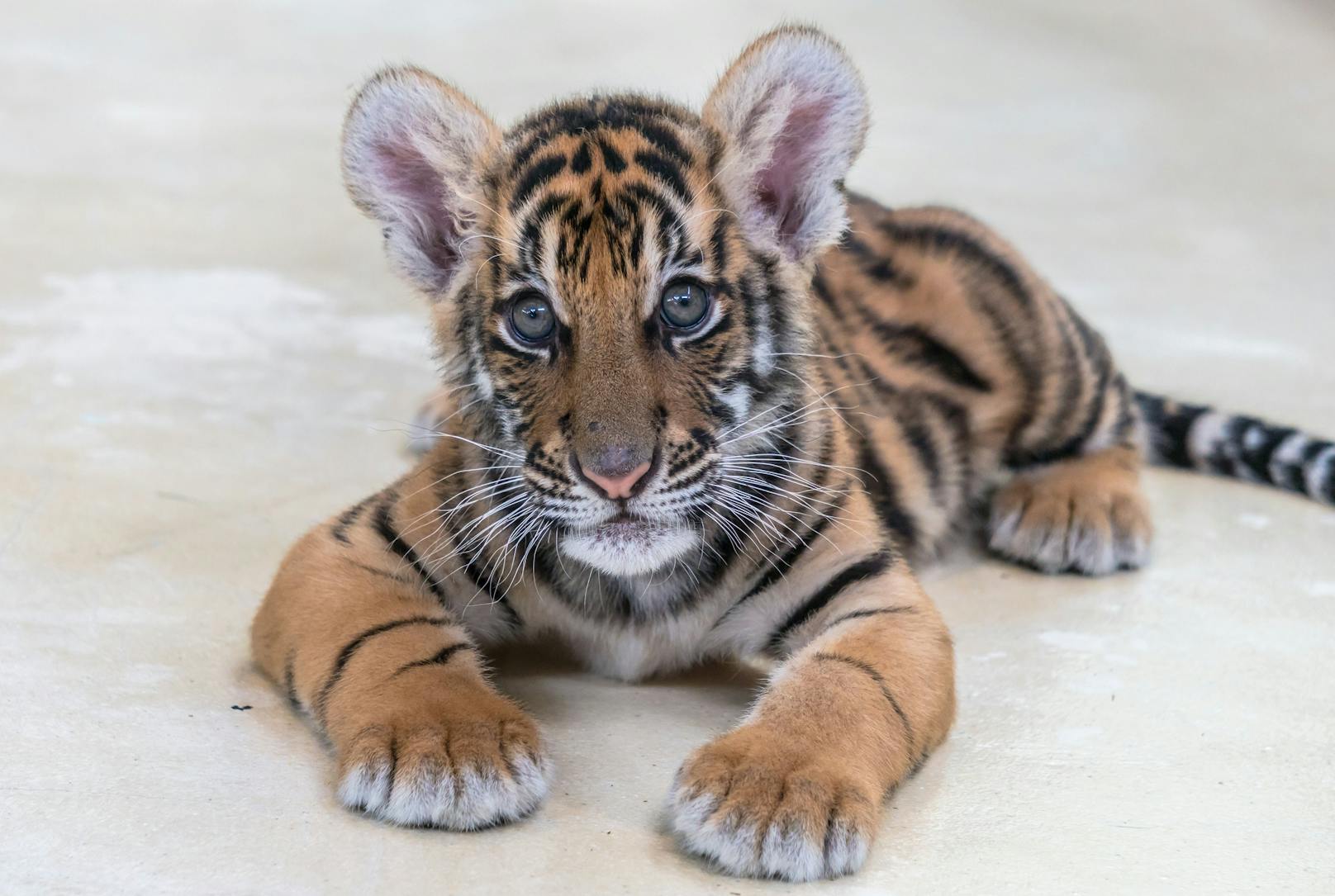 In einem Fall von illegalem Tierhandel wurde ein Tigerbaby an ein französisches Paar gesendet, das behauptet, es hätte eine Savannah-Katze bestellt.<br>