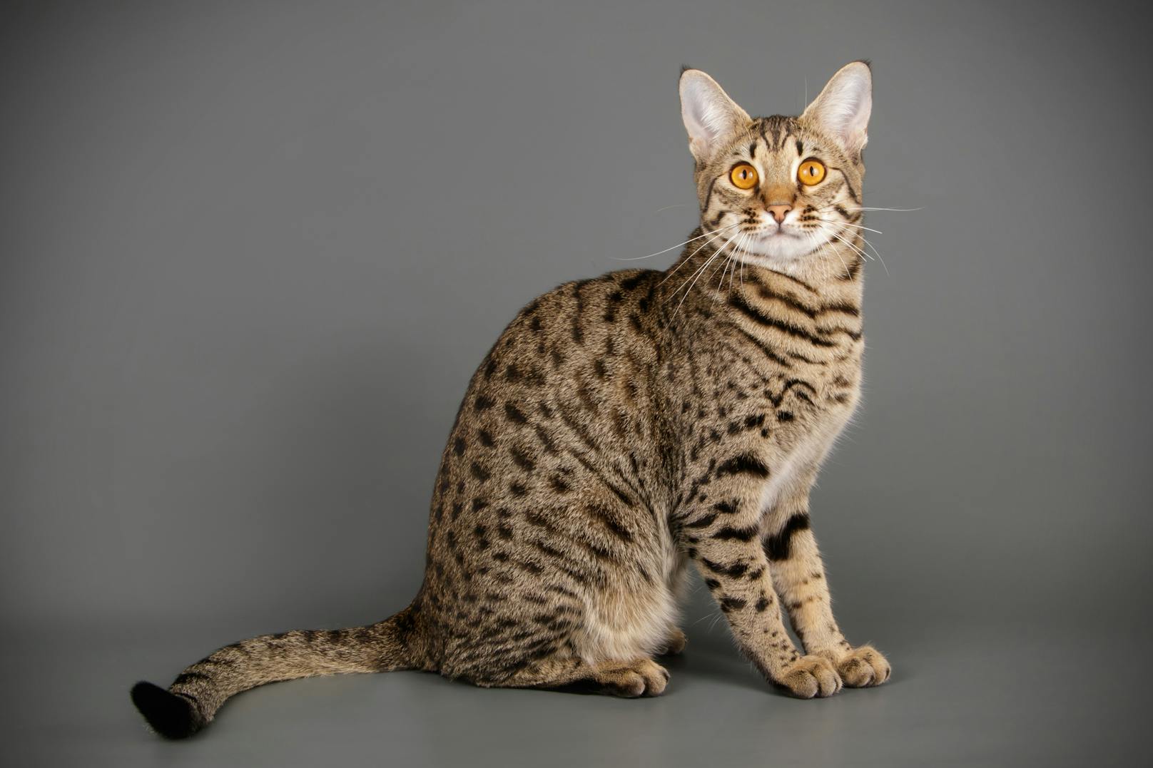 Sieht einem Tiger nicht unbedingt ähnlich: eine Savannah-Katze