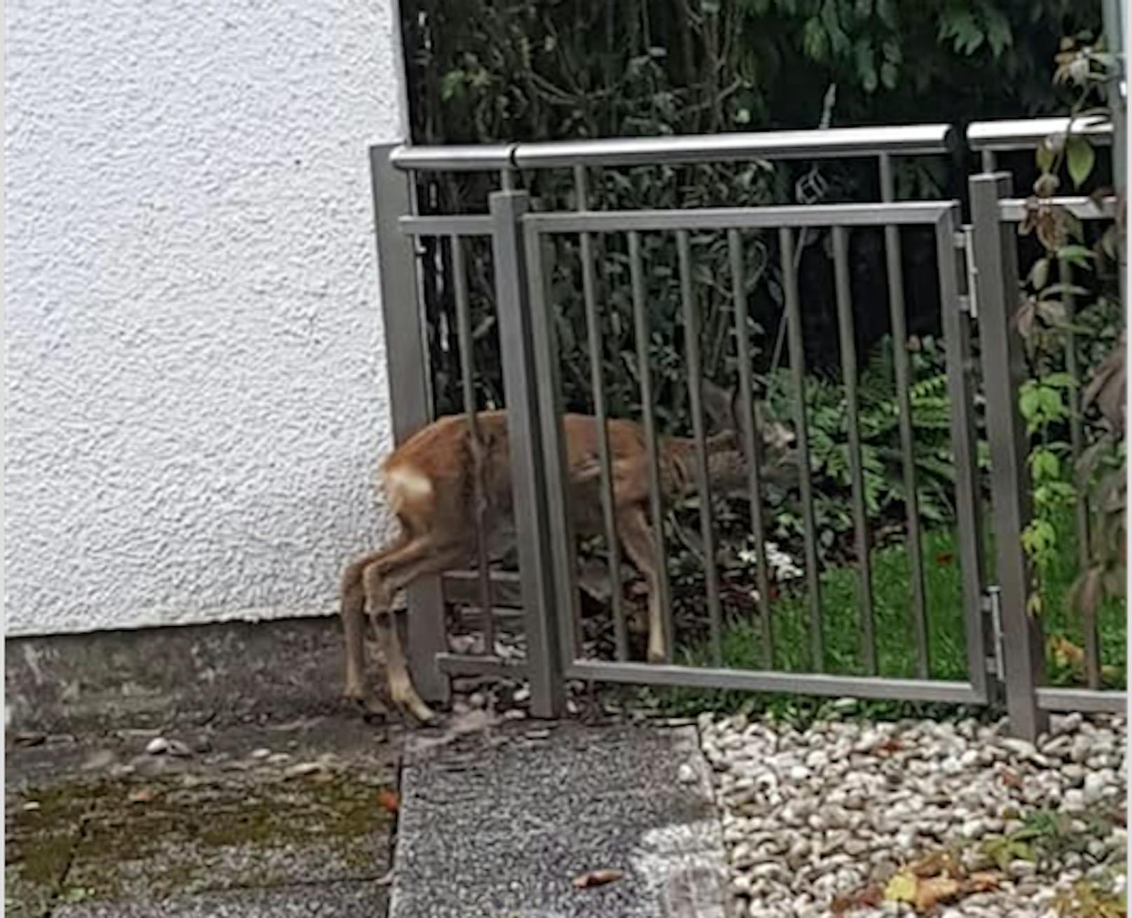 In Leonding war ein Rehkitz in einem Gartentor stecken geblieben, musste von der Tierrettung befreit werden. 
