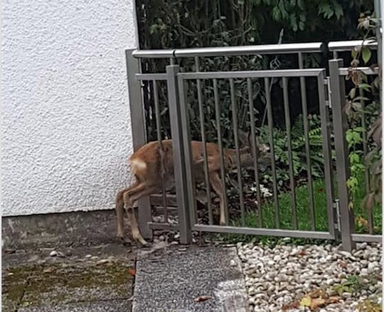 In Leonding war ein Rehkitz in einem Gartentor stecken geblieben, musste von der Tierrettung befreit werden.