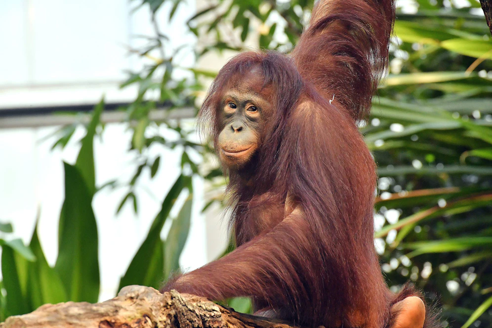 Orang-Utan-Weibchen Surya könnte mit&nbsp;Vladimir künftig&nbsp;für den langersehnten Orang-Utan-Nachwuchs sorgen.