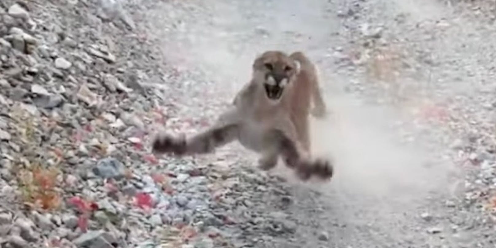 Jogger filmte Puma-Attacke in Utah