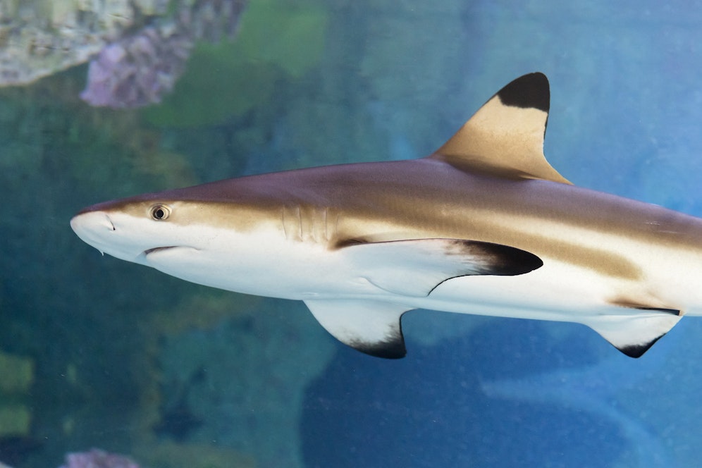 Im Haus des Meeres fand gerade ein Umzug statt: Schwarzspitzen-Riffhai Jacek zieht wegen seines Wachstums ein Stockwerk nach oben. <br>