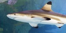 Hai zieht um, weil Aquarium zu klein ist