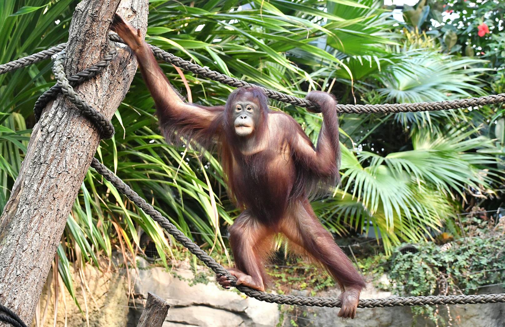 Die siebenjährige Orang-Utan-Dame Surya kommt aus dem Zoo Rostock.&nbsp;
