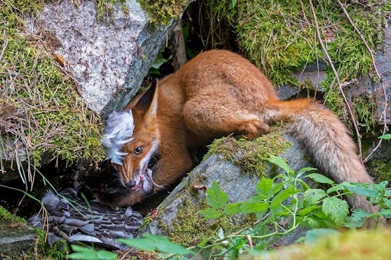 Siegerfoto in der Jugendkategorie: Ein Fuchs hat eine Gans erwischt.