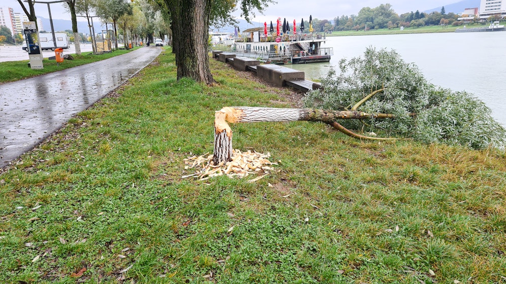 Dieses Foto wurde beim Urfahrmarkt-Gelände in Linz-Urfahr gemacht.