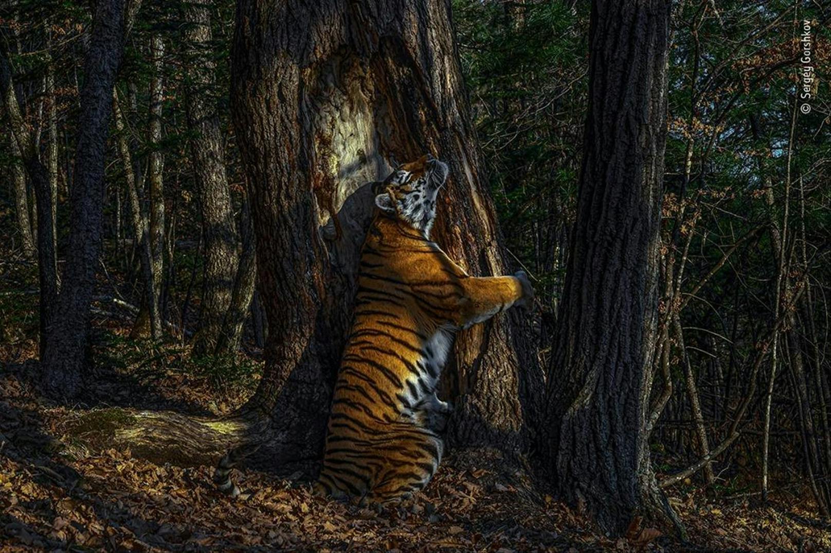 Das Siegerfoto: Ein Amur-Tiger umarmt in Sibirien einen Baum. 