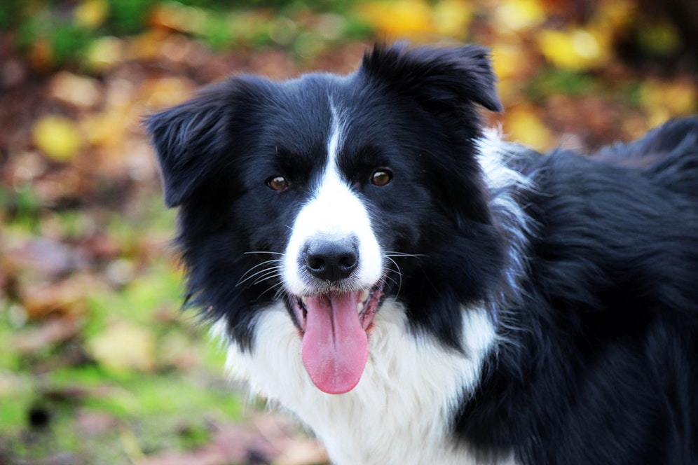 Der Border Collie ist ein wahrer Held: Ohne seiner tapferen Hilfe hätte man sein Herrchen nie gefunden. (Symbolbild)