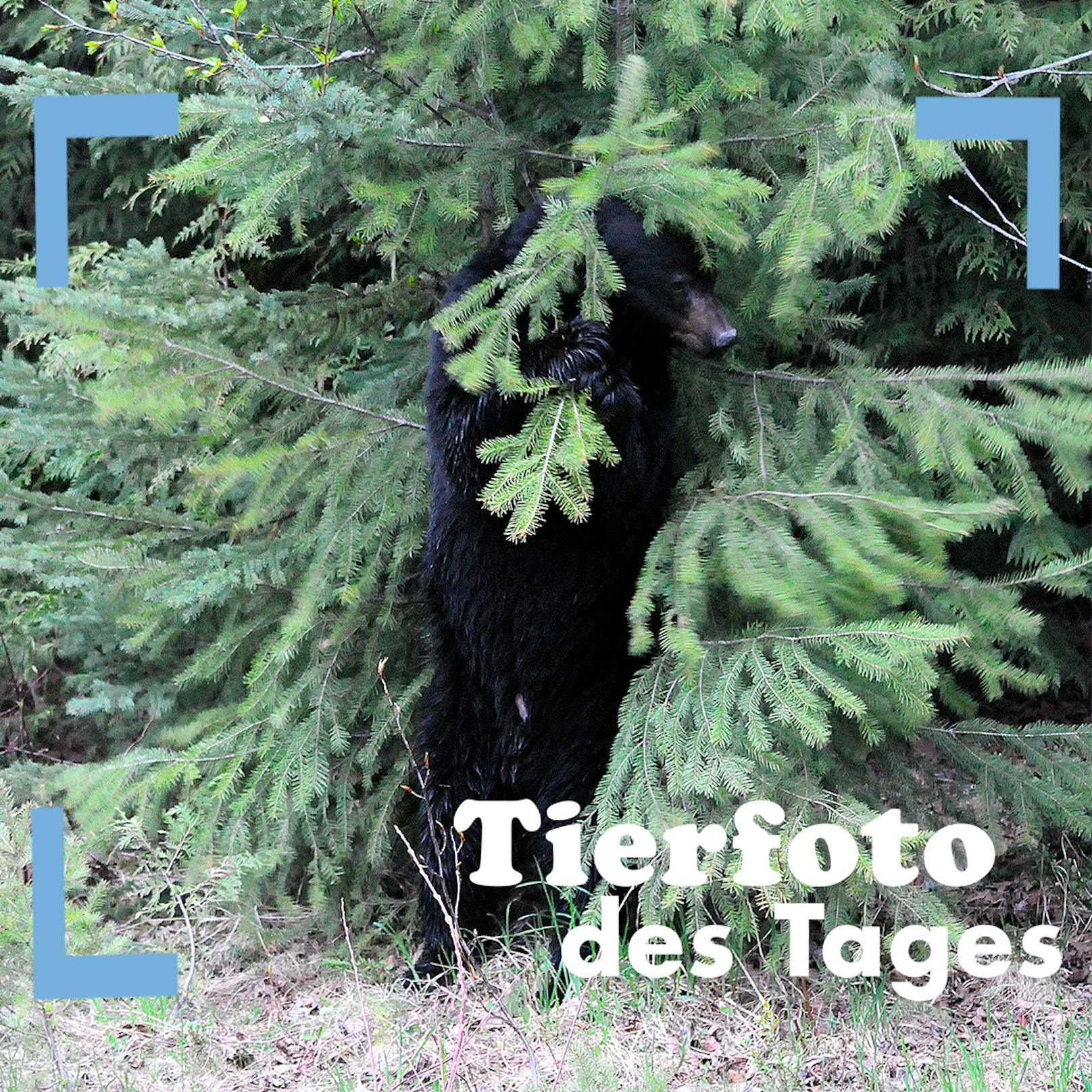 Soeben wurde als "Tierfoto des Jahres" - die Aufnahme eines Tigers, der einen Baum umarmt - gekürt. Eine Leserin hat mit uns ein Foto aus ihrer Serie eines Schwarzbären geteilt, die sie in Kanada aufgenommen hat. Wir danken herzlich für das schöne Foto!
