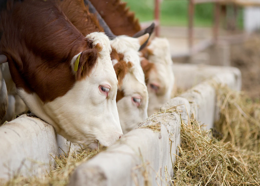 Tragödie: Stiere trampelten Landwirt tot.