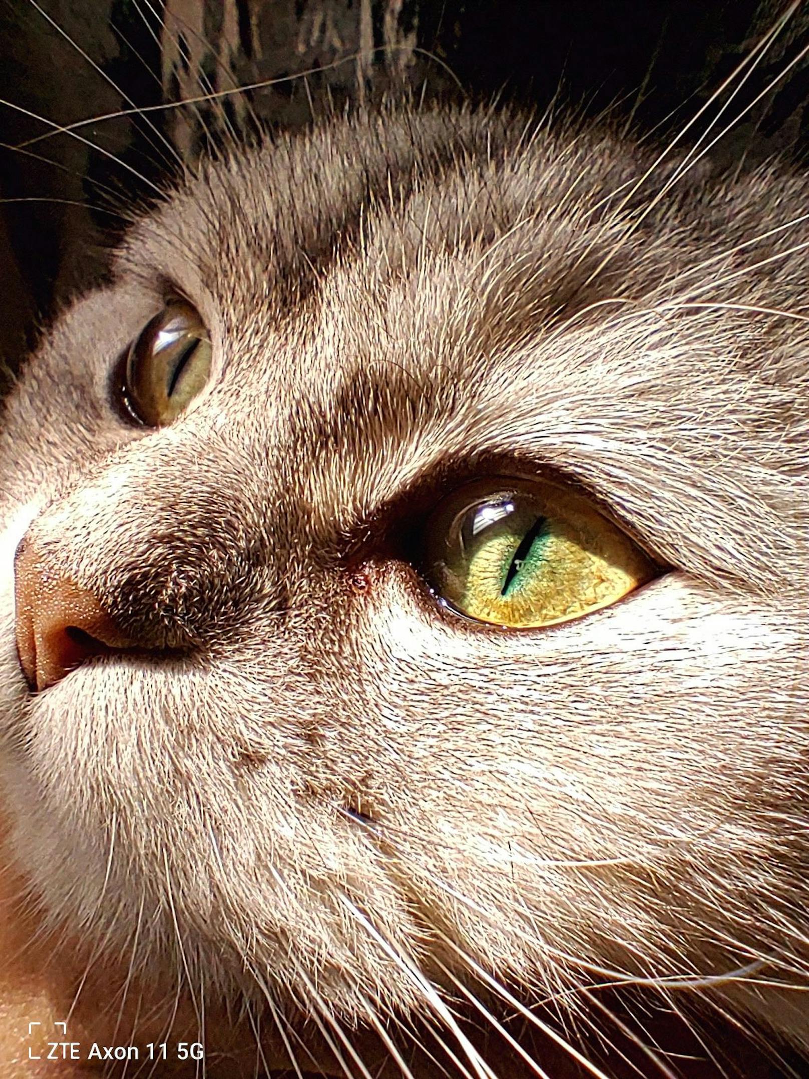 Der Makro-Modus lässt fotografierte Elemente, beispielsweise das Gesicht einer Katze, gestochen scharf und im wahrsten Sinne des Wortes hautnah erscheinen. 