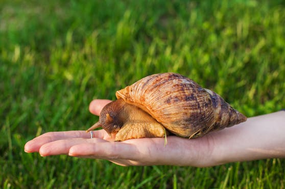 Schnecken als Haustier – der neue Trend.