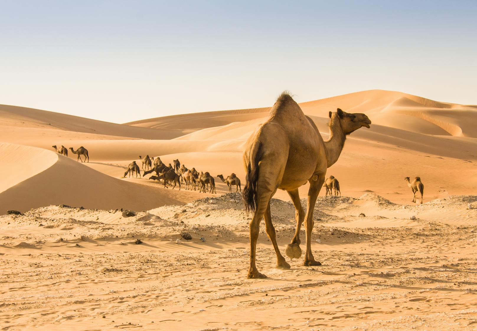 In Saudi-Arabien wurden mehr als 40 Kamele von einem Wettbewerb ausgeschlossen. Grund: Botox und Facelifting