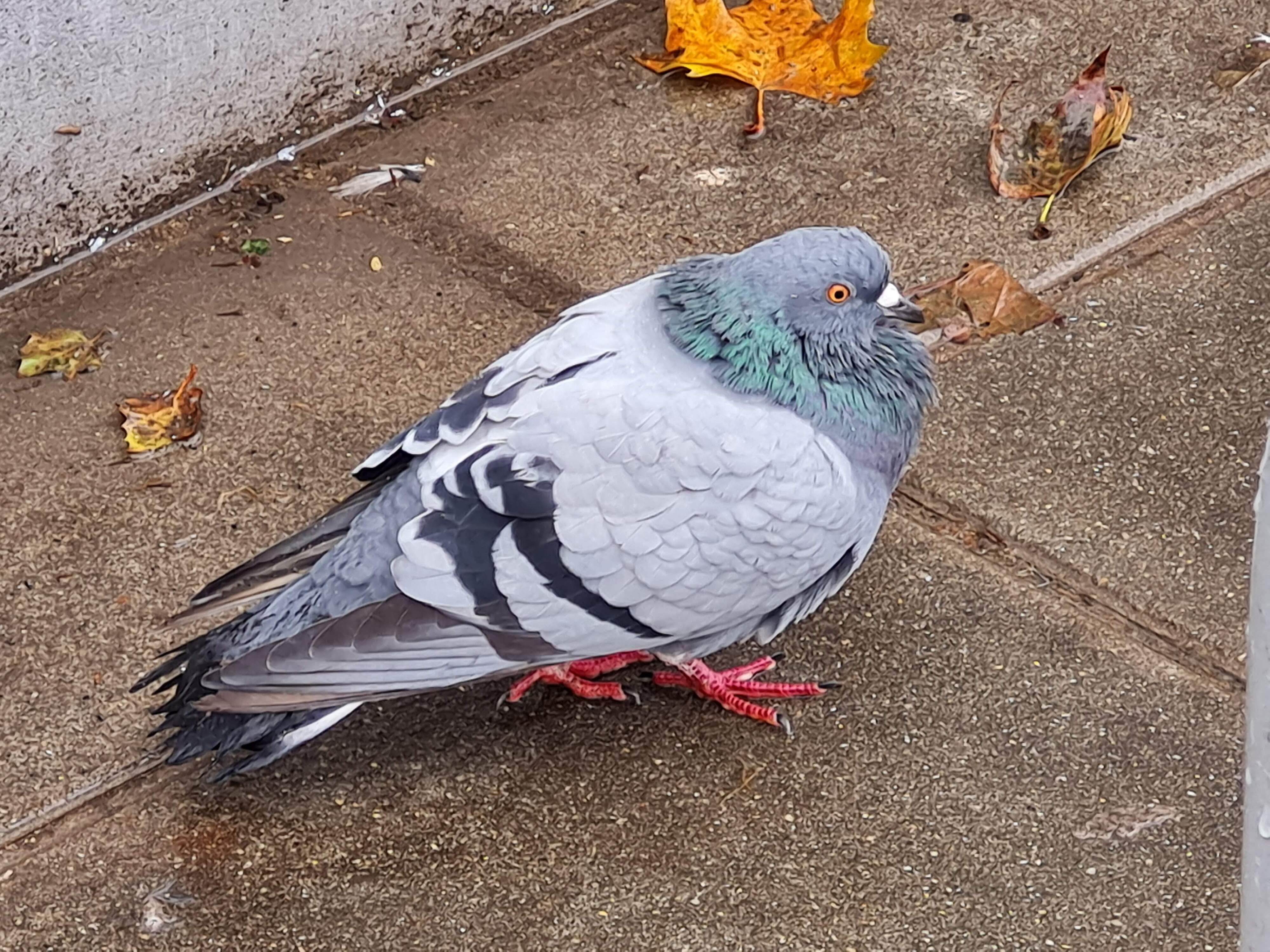 Ab höheren Zoomstufen (hier 10-fach) nehmen dann Details und Schärfe sichtbar ab.