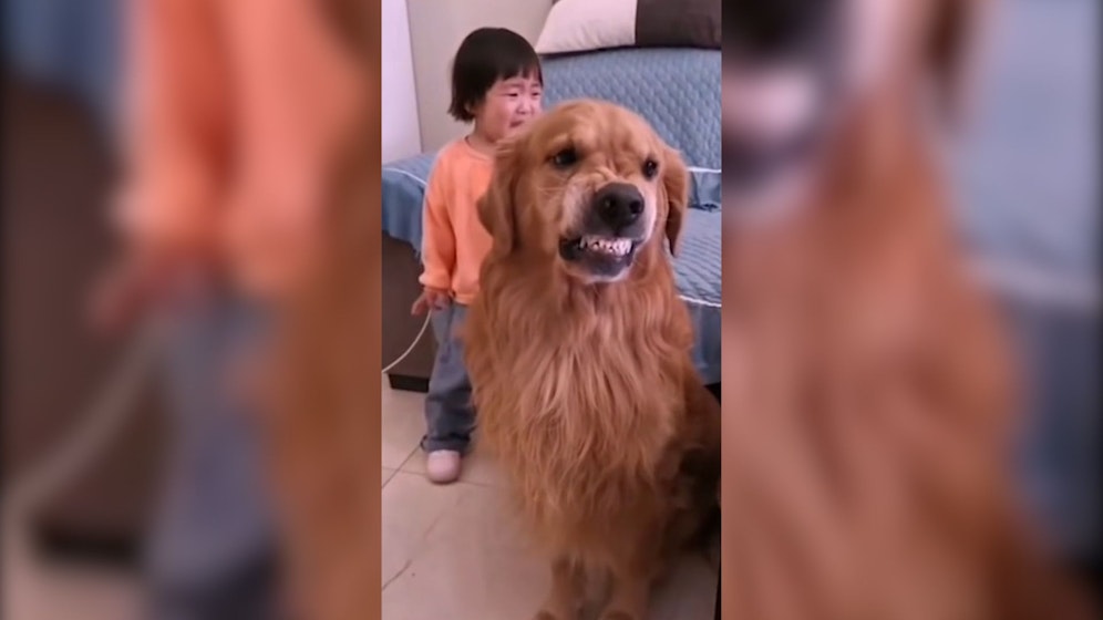 Golden Retriever Harry beschützt das kleine Mädchen.