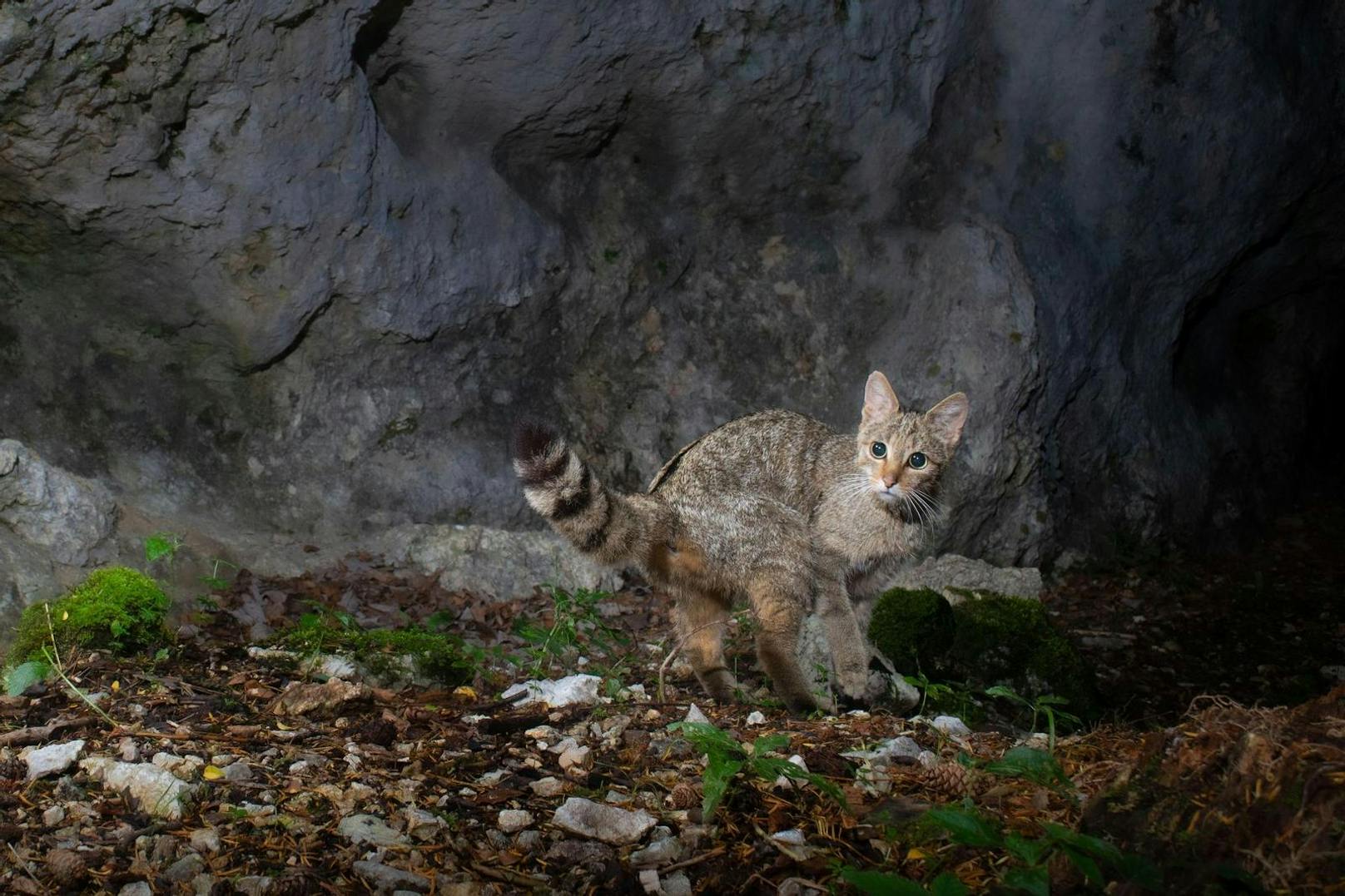 Wenn eine Wildkatze in eine Fotofalle tappt, wird sie diesen Weg in Zukunft meiden.