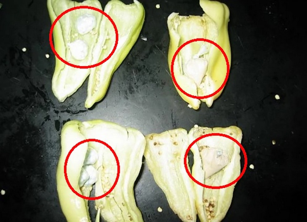 Der Kreativität der Schmuggler sind keine Grenzen gesetzt.