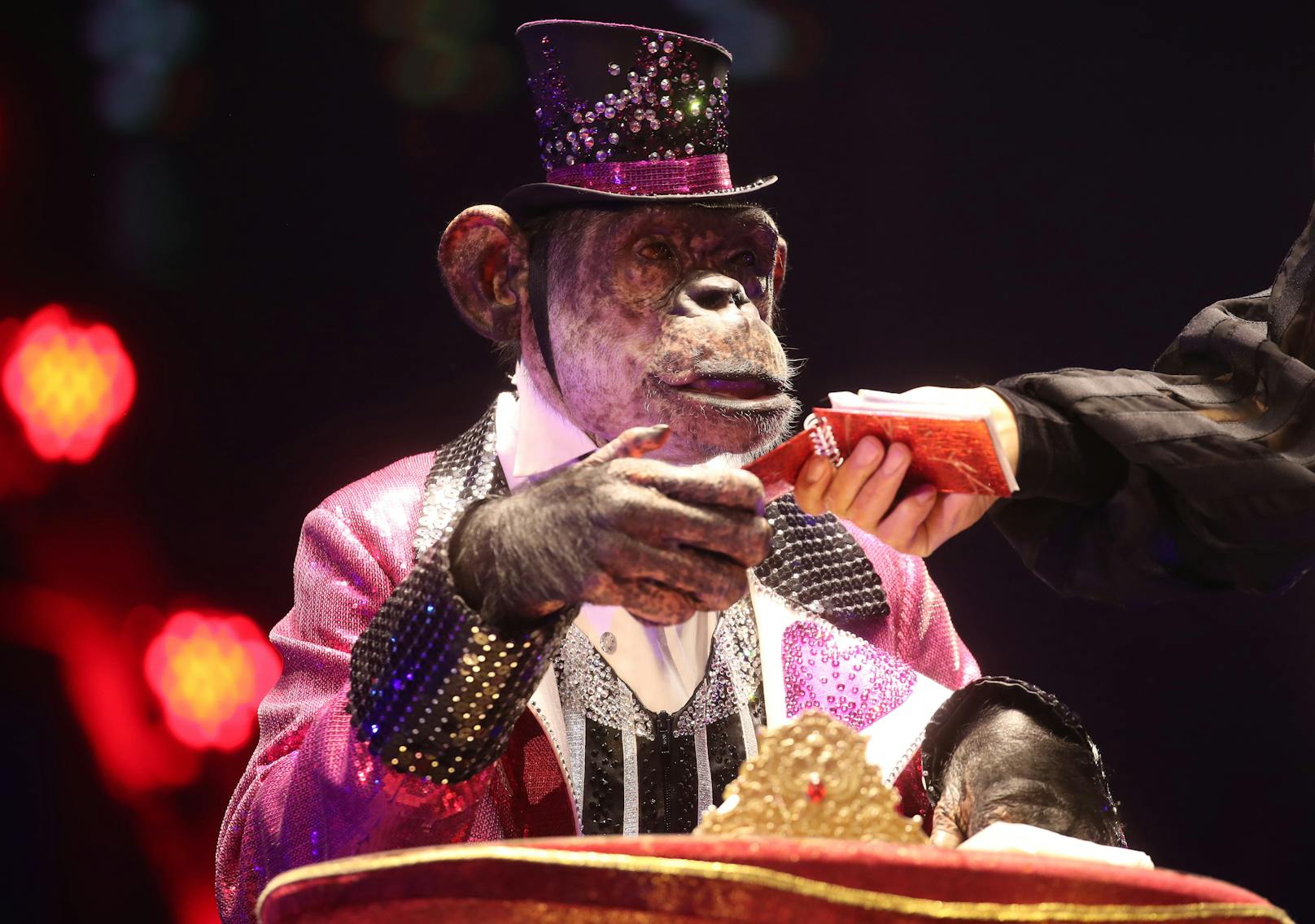 Zirkus-Schimpanse "Micky" bei einem Auftritt zur Feier des 100-jährigen Bestehens des Moskauer Staatszirkus am 19. September 2020