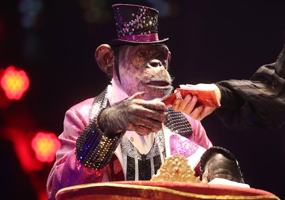 Zirkus-Schimpanse "Micky" bei einem Auftritt zur Feier des 100-jährigen Bestehens des Moskauer Staatszirkus am 19. September 2020