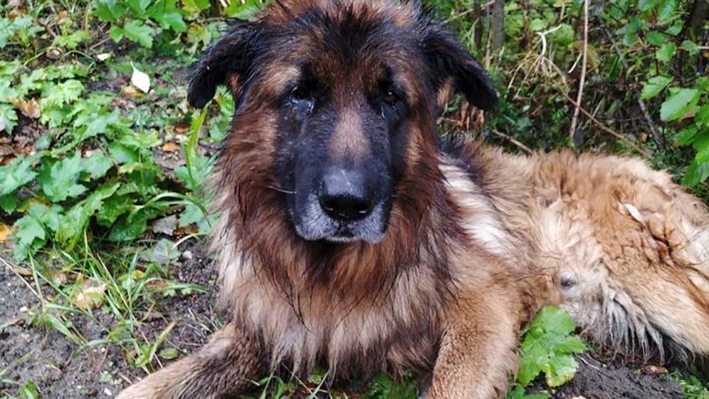 Dieser Schäferhund bewies einen unglaublich großen Lebenswillen.