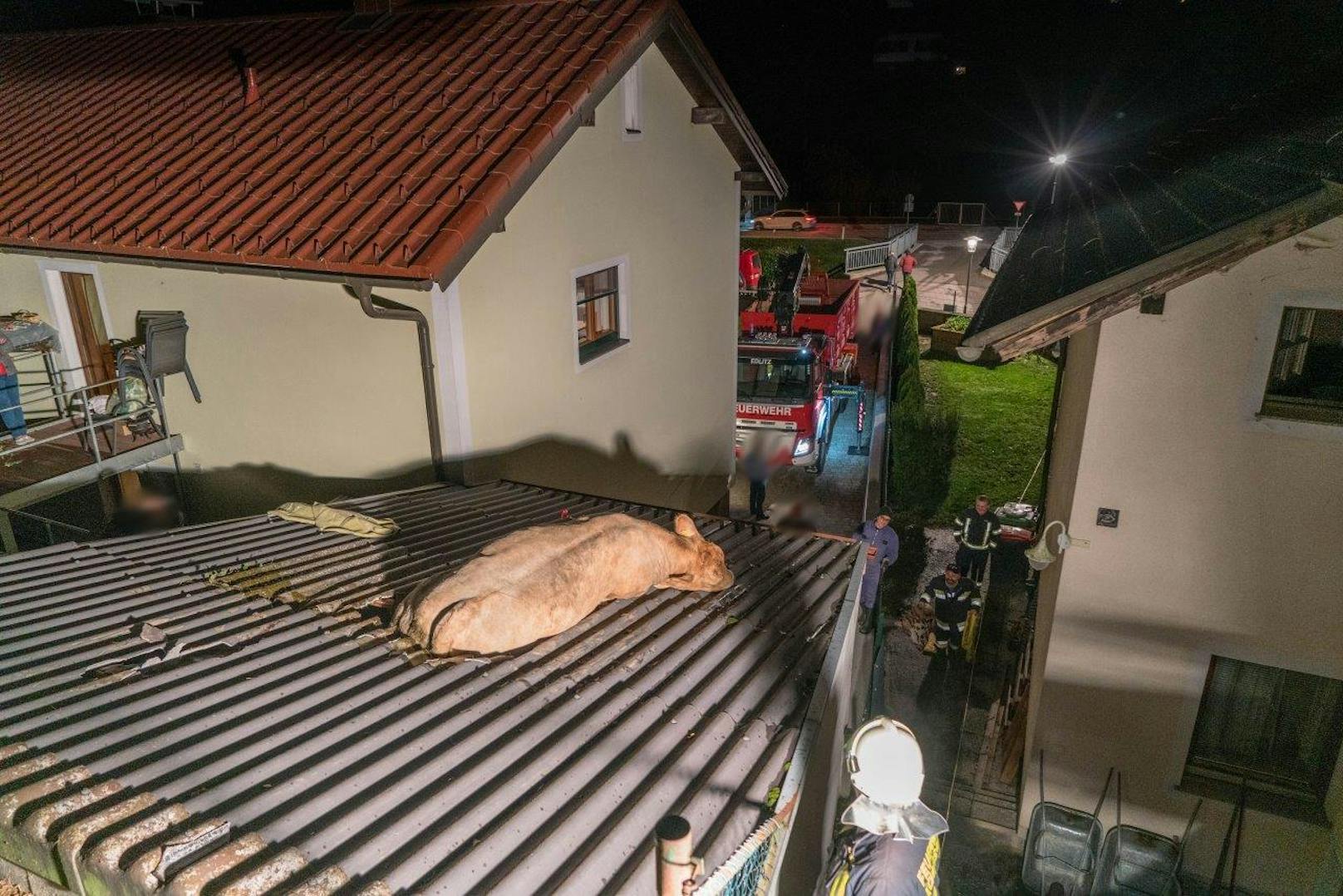 Die Feuerwehr rettete die Kuh, sie blieb nahezu unverletzt.