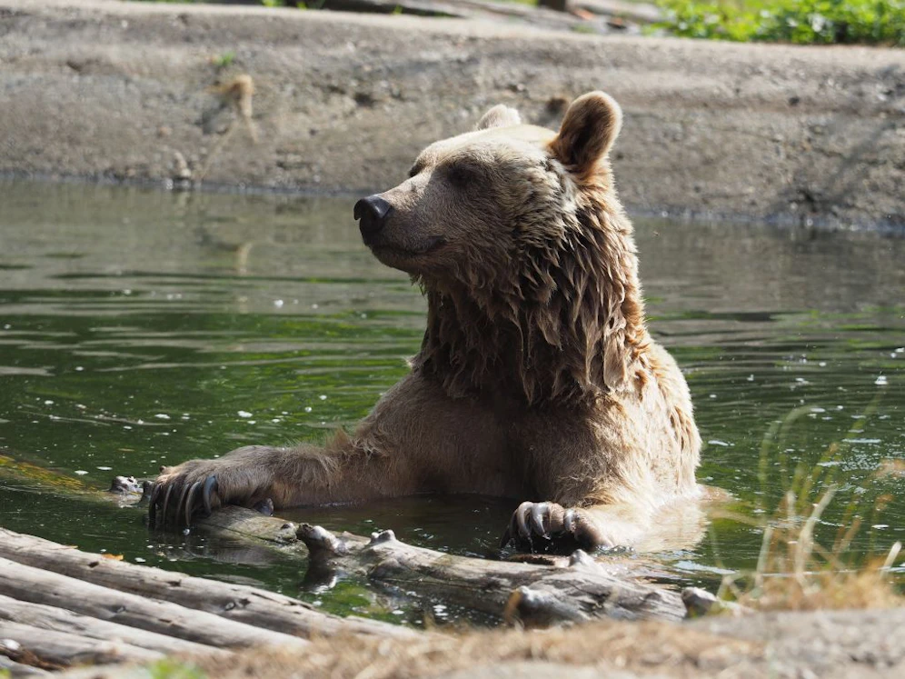 Trauer um Bär Vinzenz