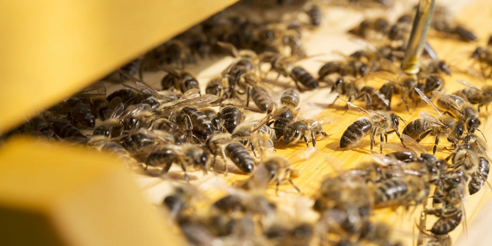 Die Bienen sammelten im Sommer fleissig Honig. 