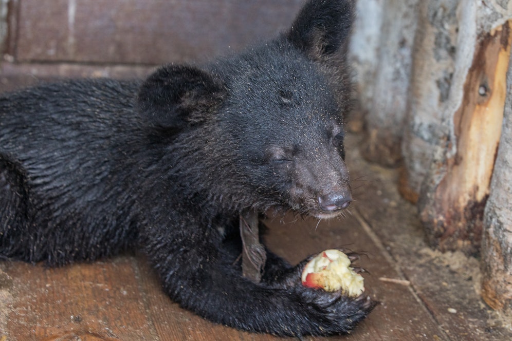 Ein Kragenbär-Junges verknuspert einen Apfel. Symbolbild