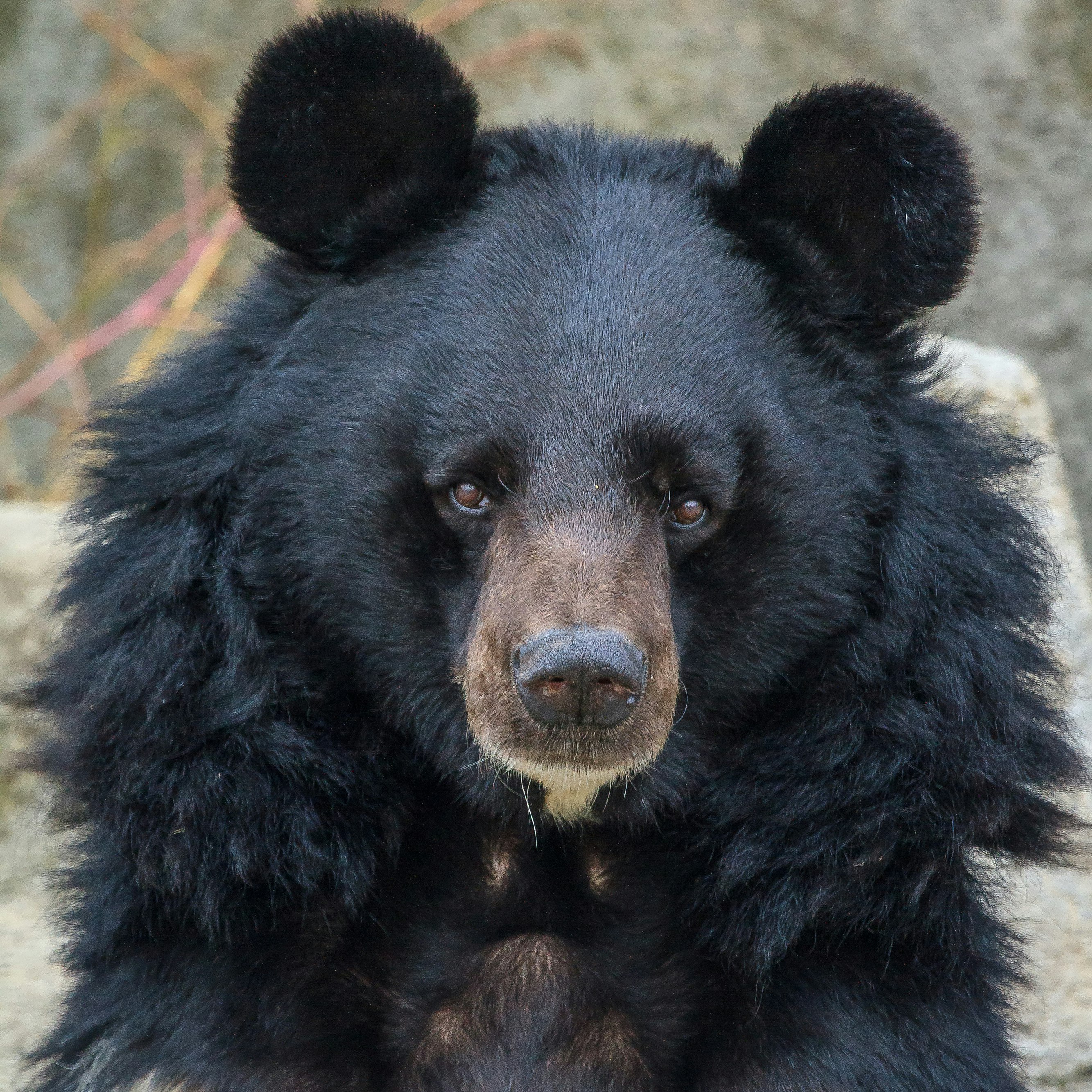 Ein ausgewachsener Kragenbär (Ursus thibetanus)