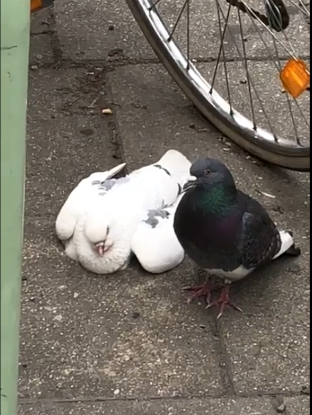 Eine Taube hat meistens einen festen Partner, mit dem sie ihr ganzes Leben teilt. 