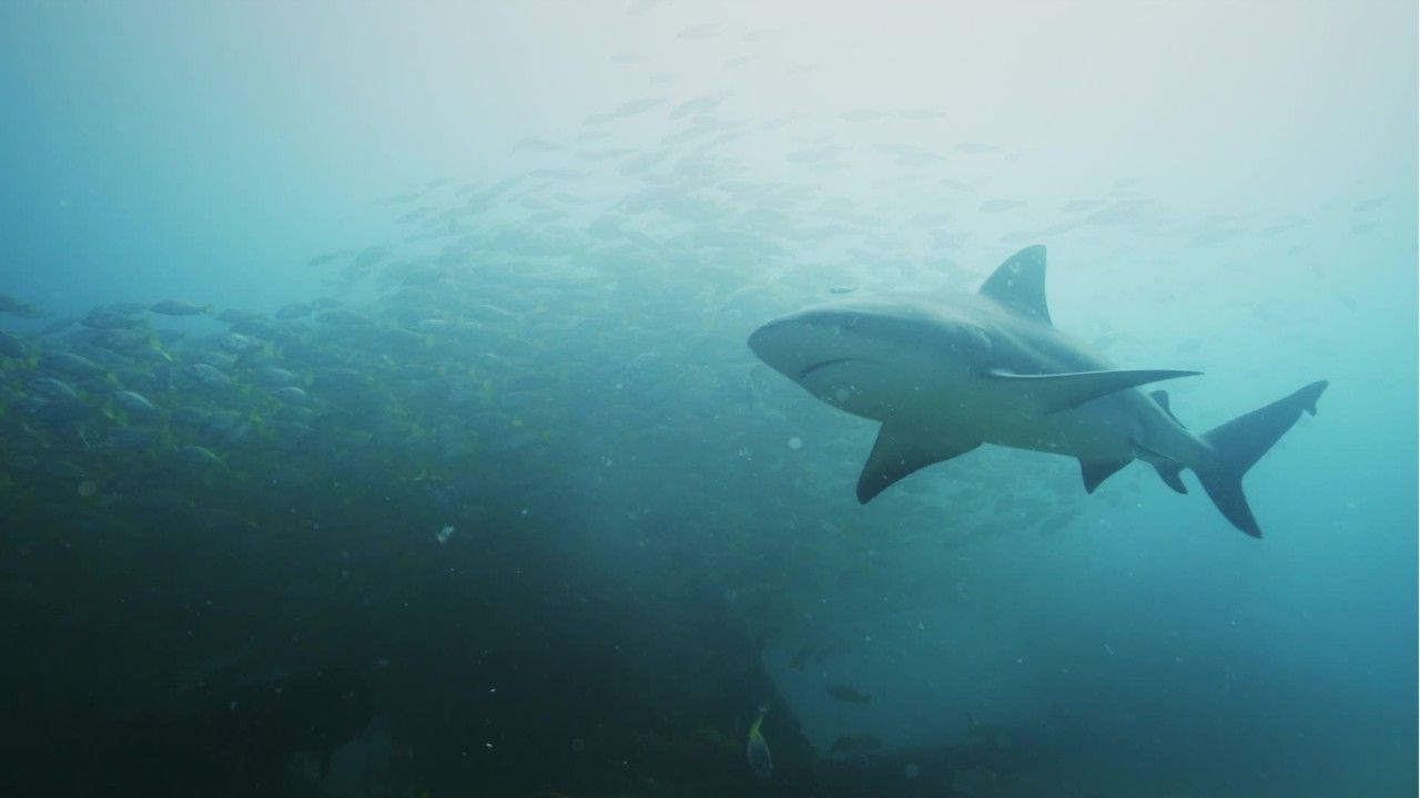 Der Mann wurde von einem Hai attackiert.