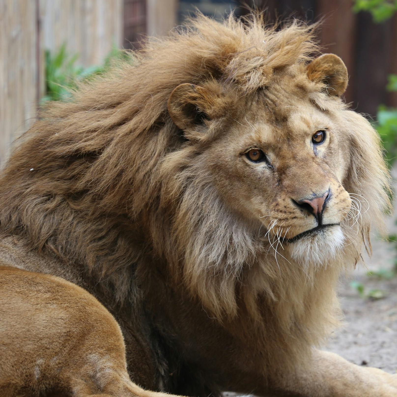 Der Löwe Ivan-Asen musste viel Leid ertragen, ehe er von Tierschützern gerettet werden konnte. 